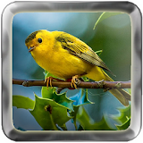 Chirping Bird Master MP3 icon