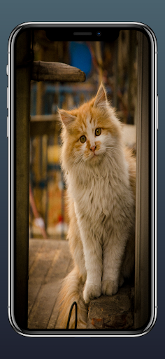 Cats Wallpapers HD 2022 Screen 2