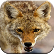 Top 25 Sports Apps Like Coyote Hunting Calls - Best Alternatives