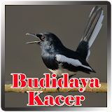 Budidaya Kacer icon