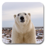 Polar Bear Live Wallpaper icon