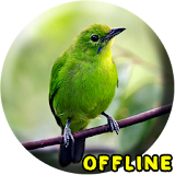 Suara Burung Cucak Ijo MP3 icon