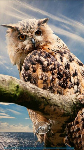 Pretty owls Wallpaper