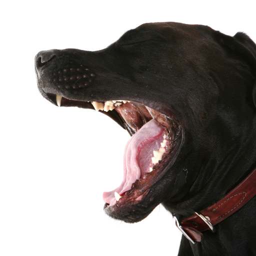 dog barking sounds logo
