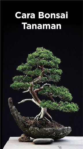 Cara Bonsai Tanaman