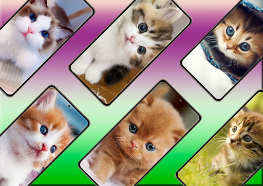 Android application Cute Cats Wallpaper screenshort
