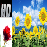 Flower Wallpapers QHD icon