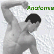 Physiokompendium Anatomie