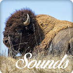 Cover Image of डाउनलोड Buffalo and Bison Sounds Ringtone Audio 3.0.0 APK