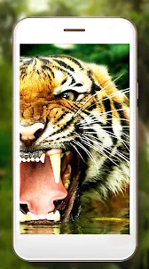 Jungle Tiger Live Wallpaper