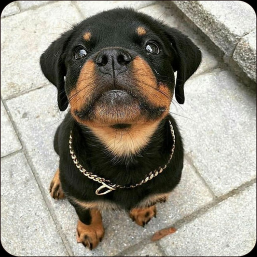 Rottweiler Dog Wallpapers logo