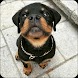 Rottweiler Dog Wallpapers - Androidアプリ